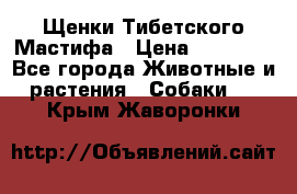 Щенки Тибетского Мастифа › Цена ­ 90 000 - Все города Животные и растения » Собаки   . Крым,Жаворонки